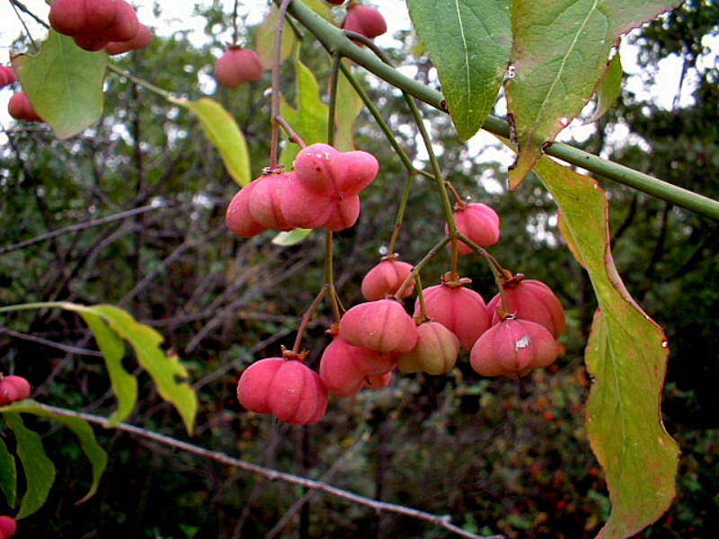 Frutti e bacche